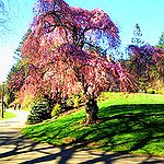 BucketList + See The Cherry Blossom Trees ... = ✓