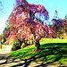 BucketList + See The Cherry Blossom Trees ... = ✓