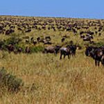 BucketList + To Witness The Wildebeast Migration = ✓