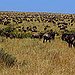 BucketList + To Witness The Wildebeast Migration = ✓