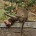 BucketList + Visit The Monkey Beach, Thailand = ✓