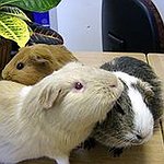 BucketList + Visit The Guinea Pig Rescue = ✓