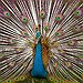 BucketList + Sing The Peacock Song To ... = ✓