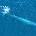 BucketList + Swim With A Blue Whale = ✓