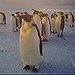 BucketList + Visit The Penguins In Antarctica. = ✓