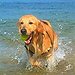 BucketList + Own A Golden Retriever = ✓
