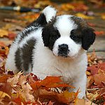 BucketList + Adopt A Rescue Dog. = ✓