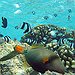BucketList + Own Tropical Fish = ✓