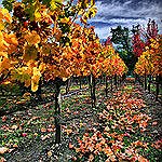 BucketList + Visit Napa Valley And Have ... = ✓