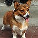 BucketList + Get A Corgi = ✓