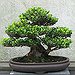 BucketList + Grow A Bonsai Tree. = ✓