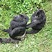 BucketList + See Mountain Gorillas In Rwanda/Uganda = ✓