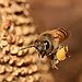 BucketList + I Want To Keep Bees. = ✓