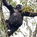 BucketList + See Gorillas In The Wild = ✓