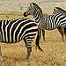 BucketList + Pet A Zebra = ✓