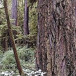 BucketList + See The Redwood And Sequoia ... = ✓