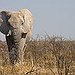 BucketList + See Elephants In The Wild = ✓