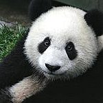BucketList + Volunteer At A Panda Reserve ... = ✓