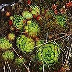 BucketList + Plant A Rock Garden = ✓