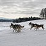 BucketList + Go Dog Sledding = ✓