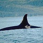 BucketList + Kayak With Killer Whales = ✓