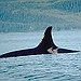 BucketList + Kayak With Killer Whales = ✓
