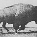 BucketList + Pet A Buffalo = ✓