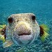BucketList + Try Blowfish. = ✓