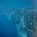 BucketList + Dive With Whale Sharks = ✓