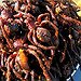 BucketList + Eat Fried Spiders In Cambodia = ✓