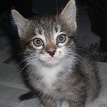BucketList + Adopt A New Kitten = ✓