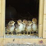 BucketList + Raise Chickens. = ✓