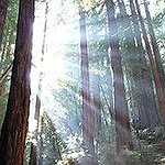 BucketList + Californian Red Wood Forest = ✓