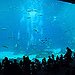BucketList + Visit The Georgia Aquarium = ✓
