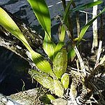 BucketList + Grow Orchids. = ✓