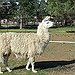 BucketList + Pet A Llama = ✓