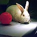BucketList + Own A Rabbit = ✓