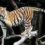BucketList + Pet A Tiger. = ✓