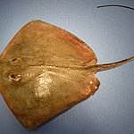 BucketList + Touch A Stingray = ✓
