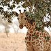 BucketList + Feed A Giraffe = ✓
