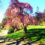 BucketList + Cherry Blossom Festival = ✓