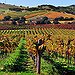 BucketList + Stomp Grapes In A Vineyard = ✓