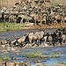 BucketList + See The Great Migration Of ... = ✓