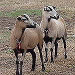 BucketList + Shear A Sheep = ✓