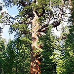 BucketList + Revisit Yosemite Park = ✓