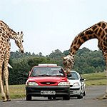 BucketList + Fazer Um Safari Na África = ✓