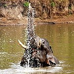 BucketList + Ride An Elephant In India = ✓
