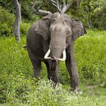 BucketList + To Ride An Elephant = ✓