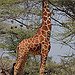 BucketList + Ride A Giraffe. = ✓