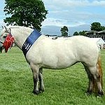 BucketList + Ride A Pony = ✓